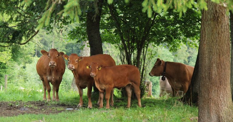 Limousin Rinder vom Böschnihof Sevelen